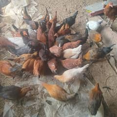 Golden Mesri Chicks for sale