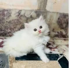 Persian cat little trainned triple code My WhatsApp 03015880301