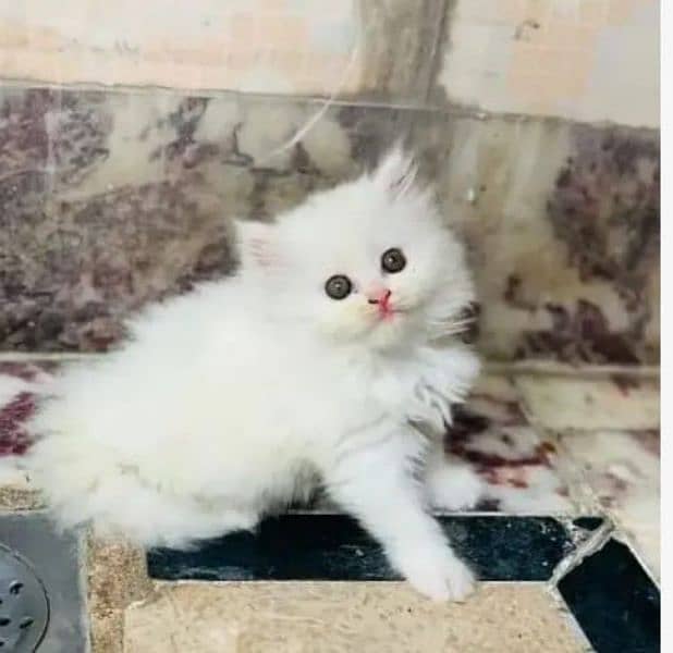 Persian cat little trainned triple code My WhatsApp 03015880301 0