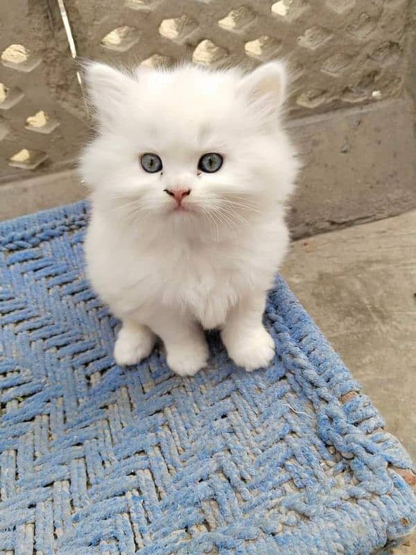 Persian cat little trainned triple code My WhatsApp 03015880301 1