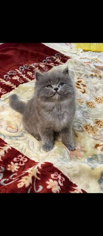 Persian cat little trainned triple code My WhatsApp 03015880301 2