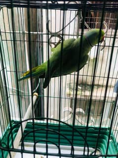 Kashmiri Green Parrot