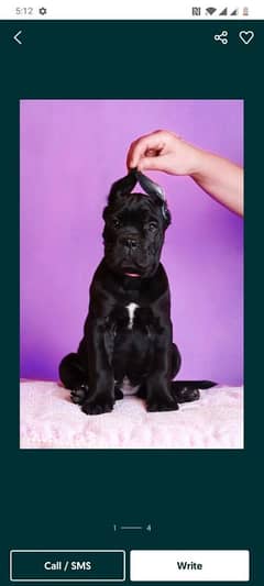 cane Corso