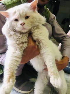 Persian white cat