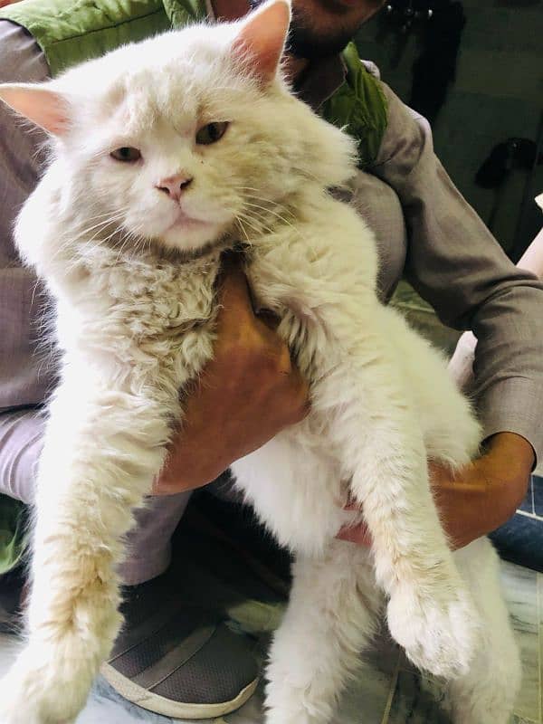 Persian white cat 0