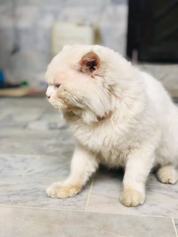 Persian white cat 1