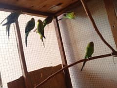 Australian parrots 3 pairs with pinjra.