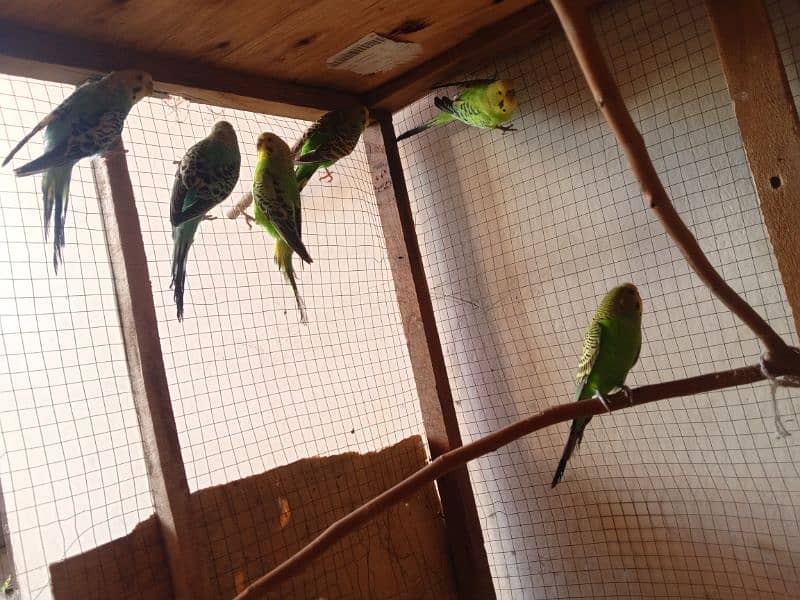 Australian parrots 3 pairs with pinjra. 0