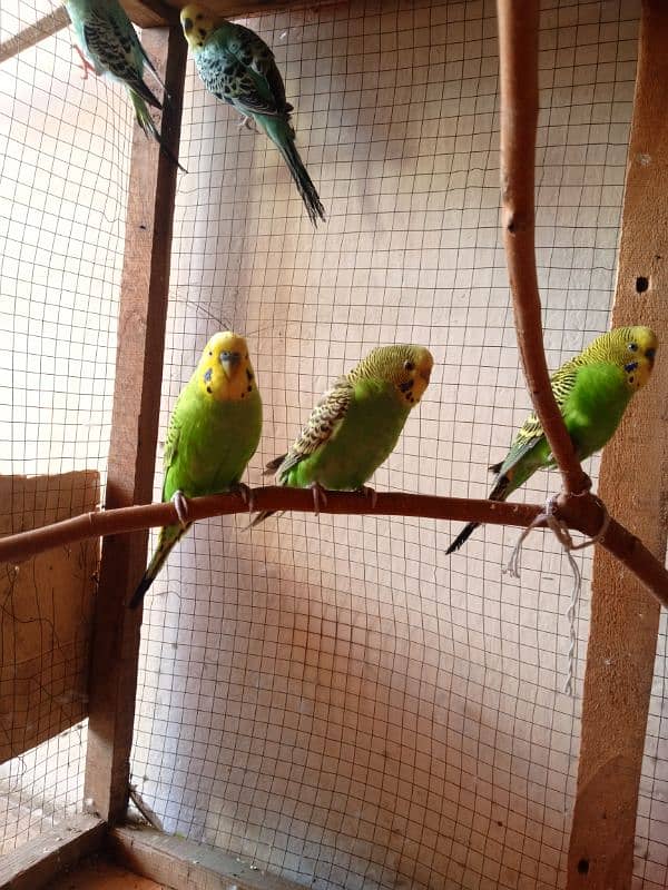 Australian parrots 3 pairs with pinjra. 1