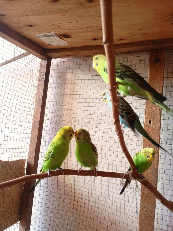 Australian parrots 3 pairs with pinjra. 2