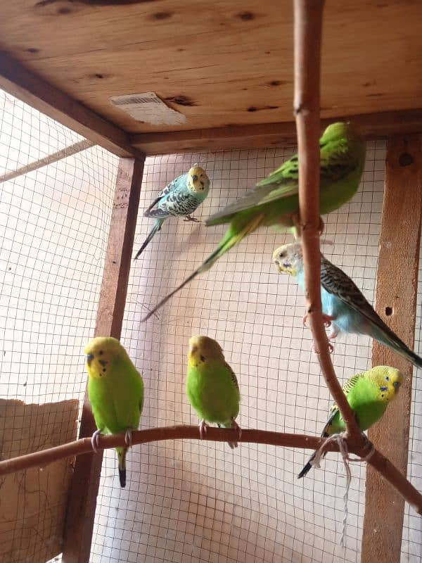 Australian parrots 3 pairs with pinjra. 3