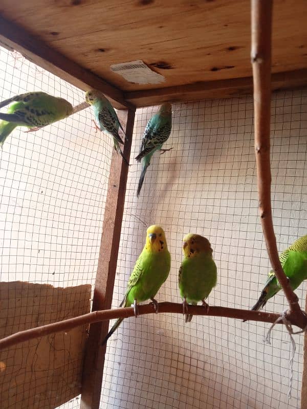 Australian parrots 3 pairs with pinjra. 4