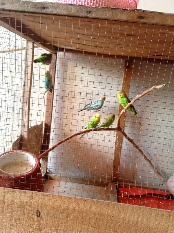 Australian parrots 3 pairs with pinjra. 6