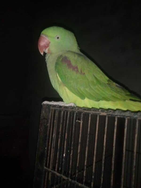 raw parrot 1