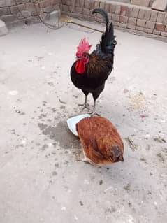 1 australorp murgha 3 misri murghiyan