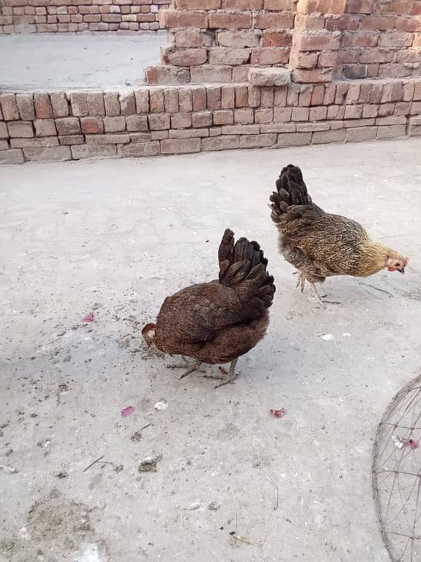 1 australorp murgha 3 misri murghiyan 1