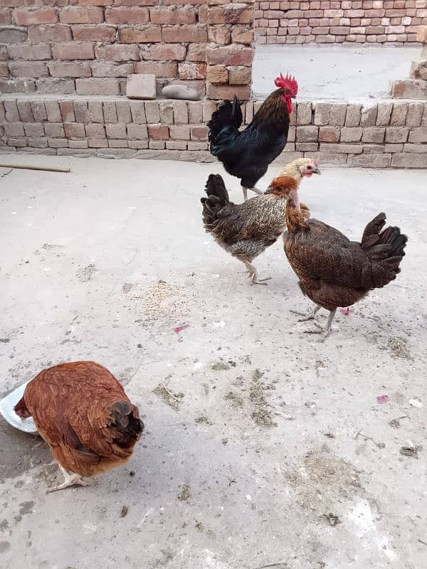 1 australorp murgha 3 misri murghiyan 3