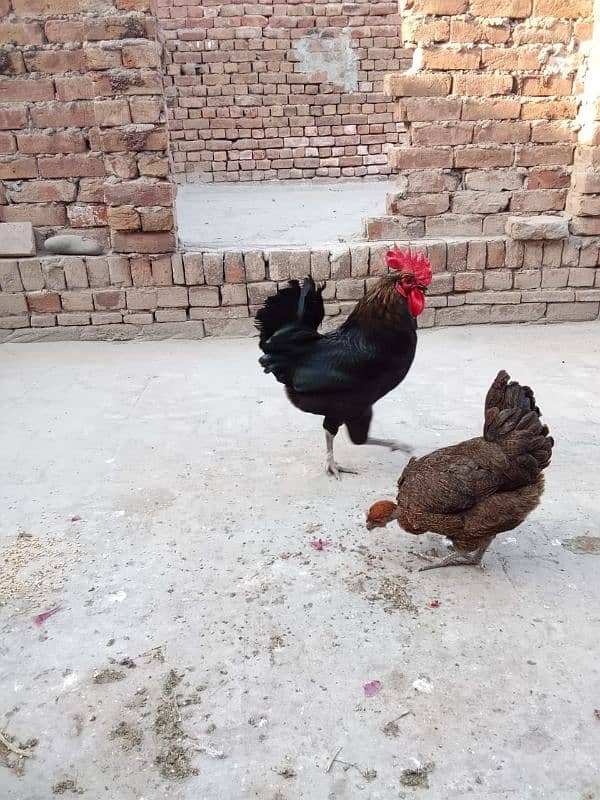 1 australorp murgha 3 misri murghiyan 4