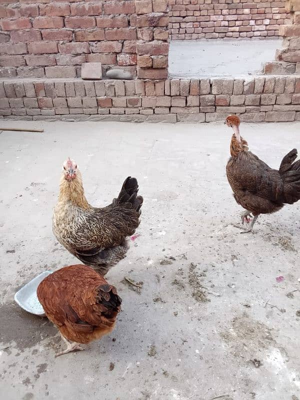 1 australorp murgha 3 misri murghiyan 5