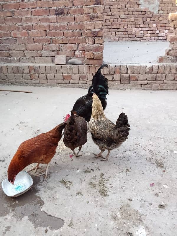 1 australorp murgha 3 misri murghiyan 6