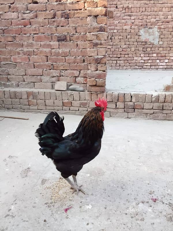 1 australorp murgha 3 misri murghiyan 7