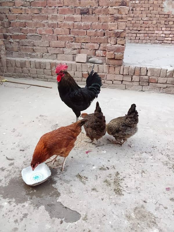 1 australorp murgha 3 misri murghiyan 8