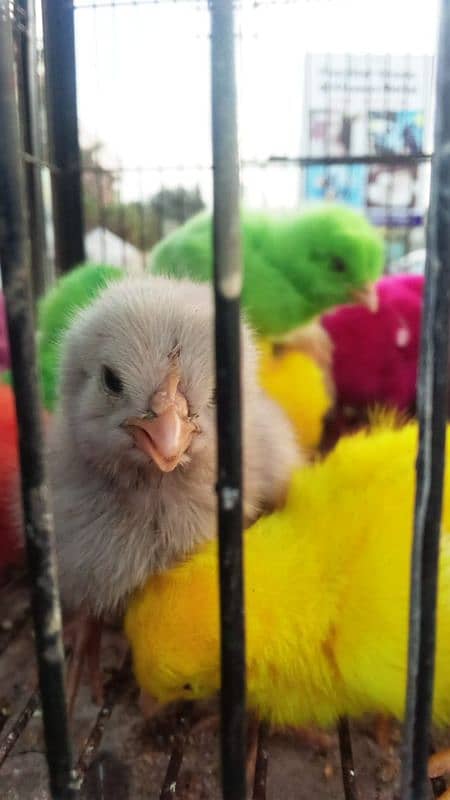 mix different variety chicks for sale 2