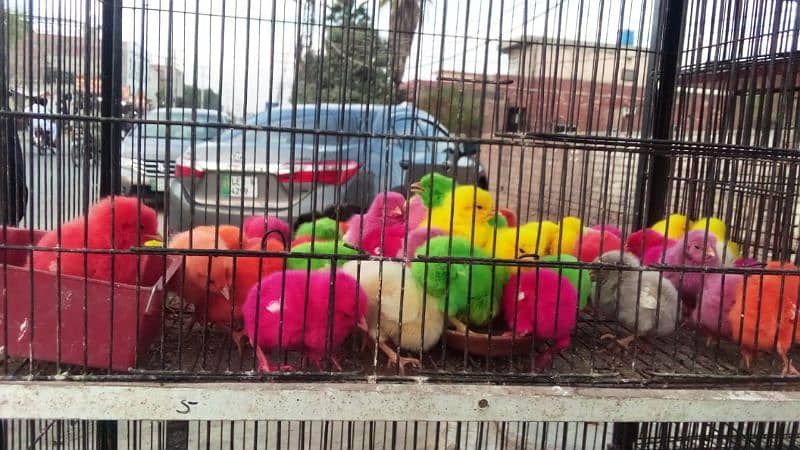 mix different variety chicks for sale 3