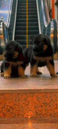 German shepherd pink pedigree puppy both are available