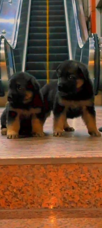 German shepherd pink pedigree puppy both are available 0