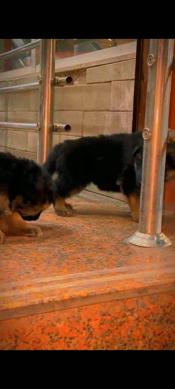 German shepherd pink pedigree puppy both are available 4