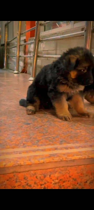 German shepherd pink pedigree puppy both are available 5