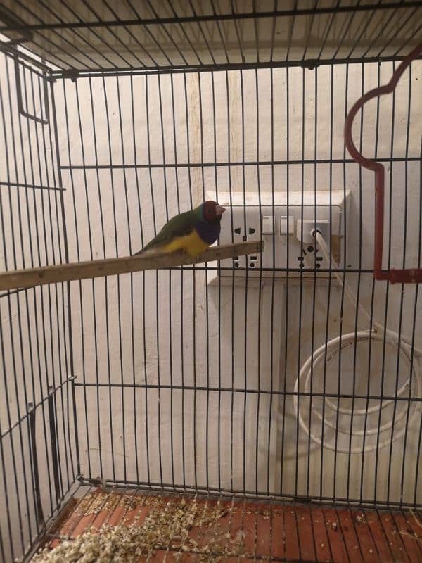 gouldian finch 2