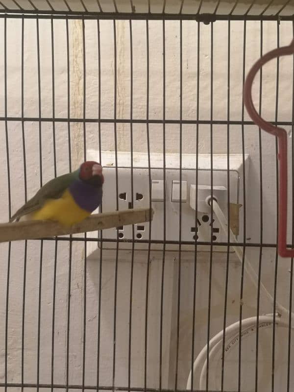 gouldian finch 3