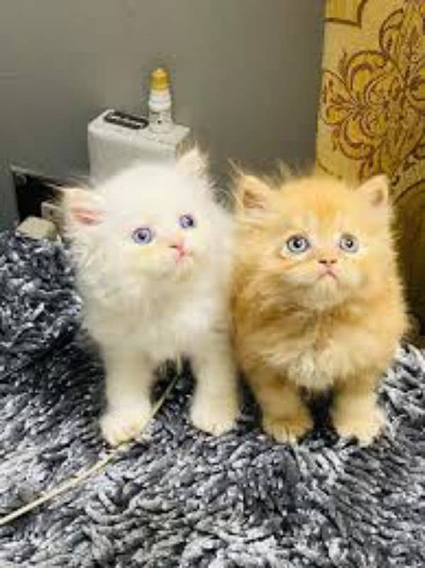 Persian kittens My WhatsApp 03015880301 0