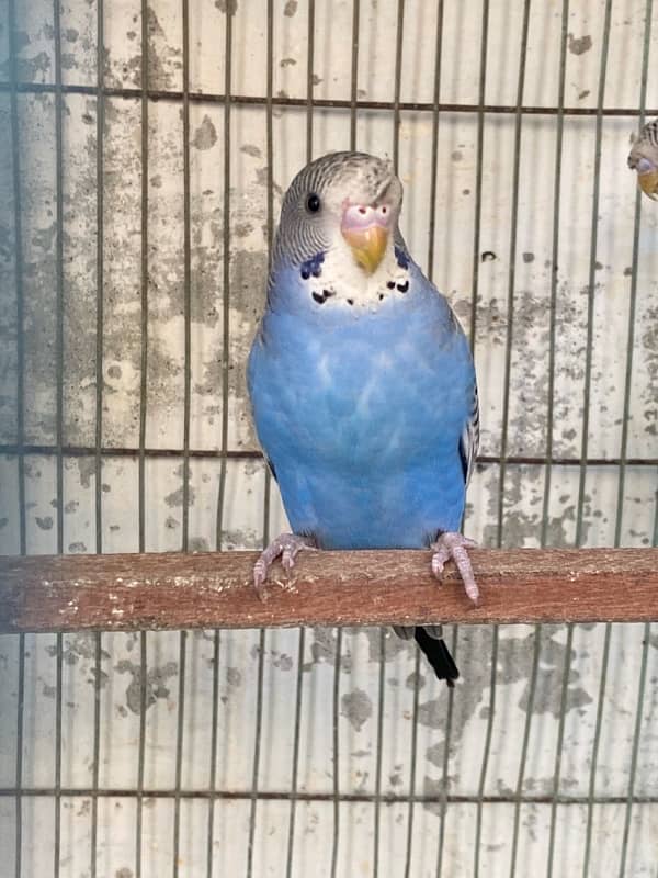 budgies,love birds, finches, best quality home breed 1