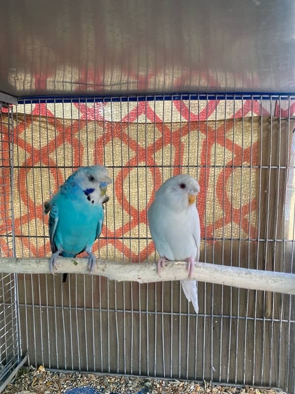 budgies,love birds, finches, best quality home breed 2