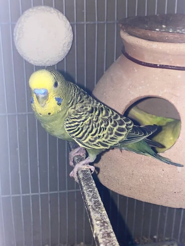 budgies,love birds, finches, best quality home breed 3