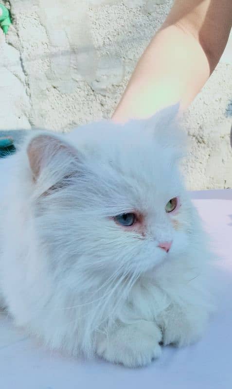 white persian cat female 0