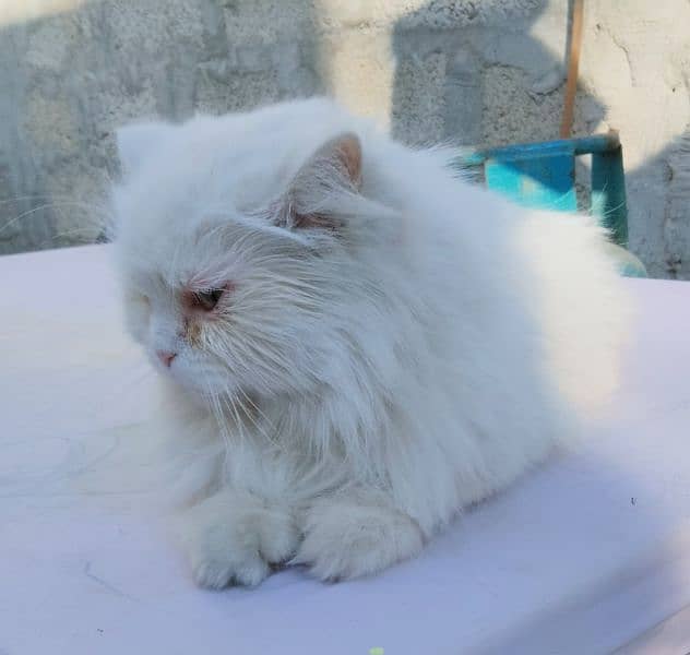 white persian cat female 1