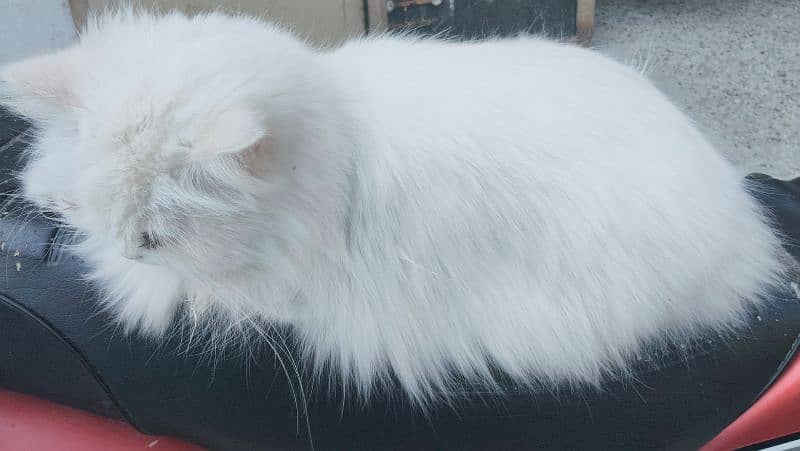 white persian cat female 2