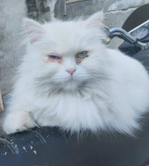 white persian cat female 3