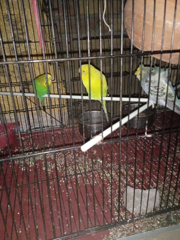 Australian parrots for sale 0