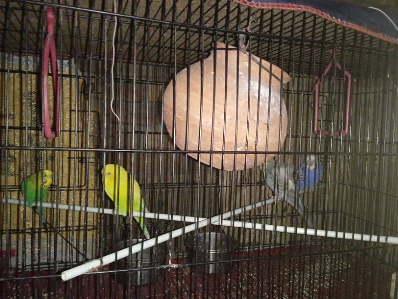 Australian parrots for sale 1