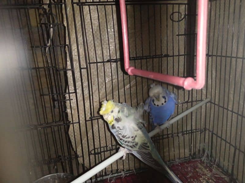 Australian parrots for sale 2