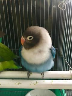 blue love bird