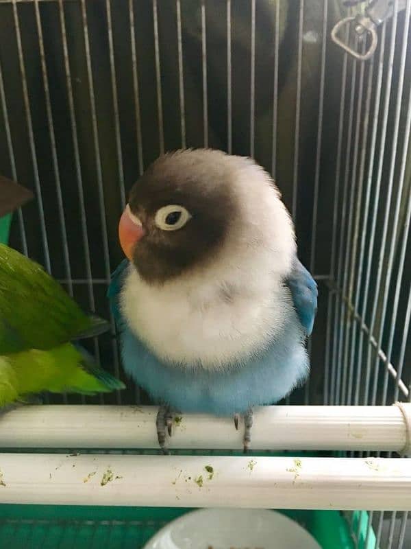 blue love bird 0