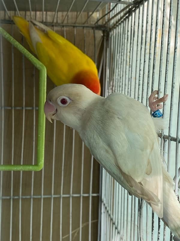 budgies,love birds, finches, best quality home breed 8