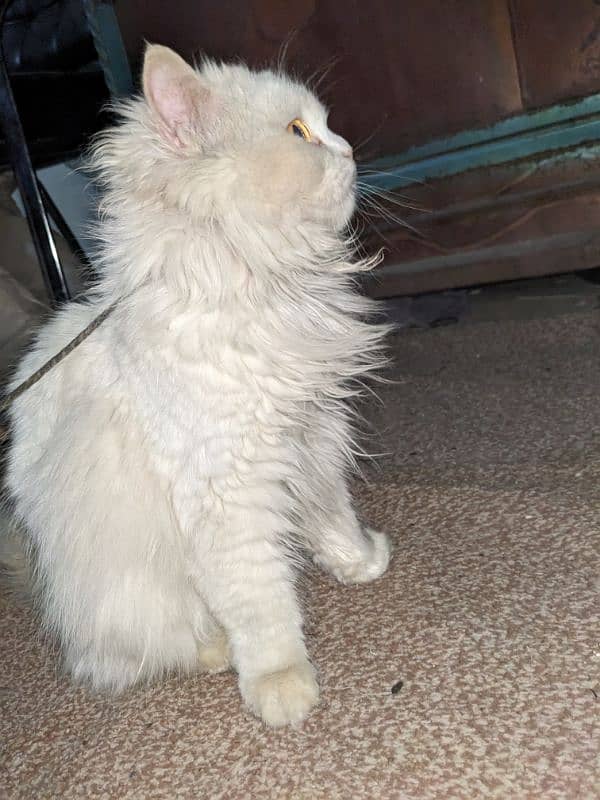 Persian cat for sale 1