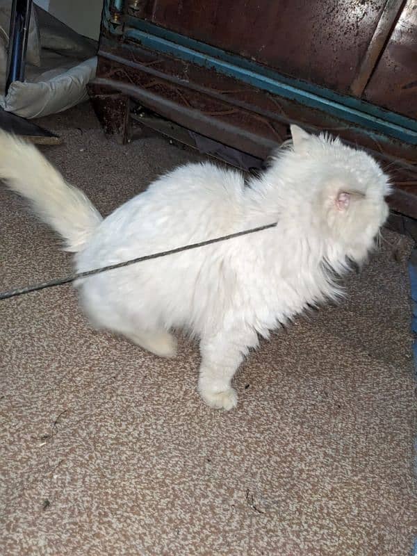 Persian cat for sale 2